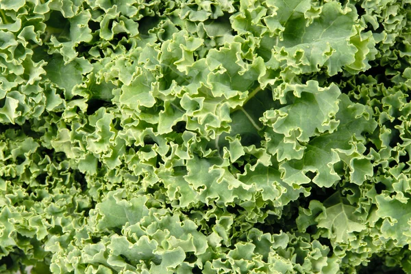 Close-up of a bunch of kale — Stock Photo, Image