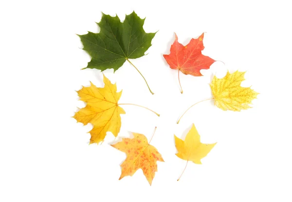 stock image Multi-color Fall Leaves