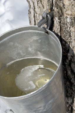 Collection Maple Tree Sap for Making Maple Syrup clipart