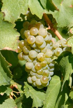 riesling şarap üzüm geri yaktı