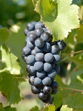 Syrah, Şiraz üzüm