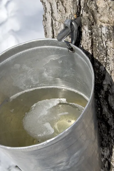 Сок из кленового дерева для приготовления кленового сиропа — стоковое фото
