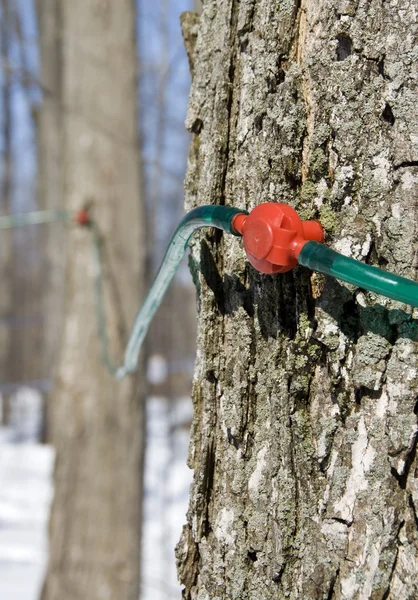 Modern way of collecting maple tree sap for making maple syrup and other maple sugar products. — Stock Photo, Image