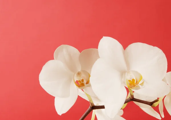 Orchidées blanches — Photo