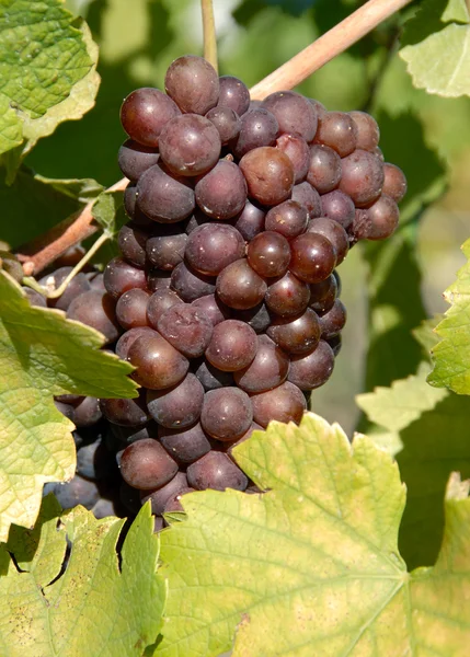 Піно грі винограду — стокове фото