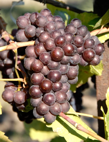 Szürkebarát, szőlő Grigio — Stock Fotó