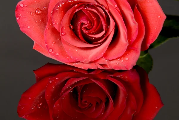 Červená růže a jeho odraz — Stock fotografie
