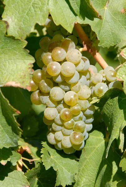 Riesling Wine Grape Back Lit — Stock Photo, Image