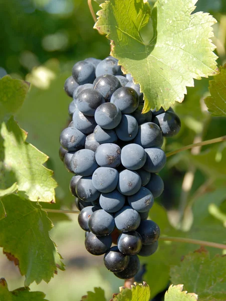 Syrah, uvas de shiraz — Fotografia de Stock