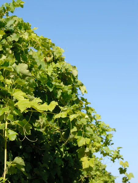 Syrah, vines shiraz — Foto de Stock