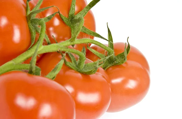 Vine madurar tomates aislados en blanco — Foto de Stock
