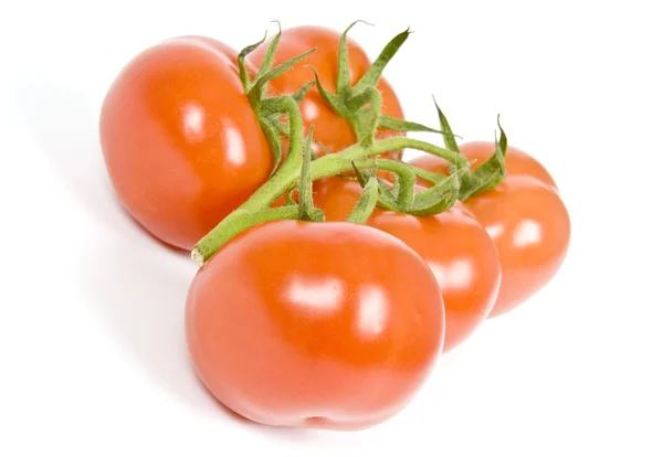 Winorośli dojrzewają pomidory na białym tle — Zdjęcie stockowe