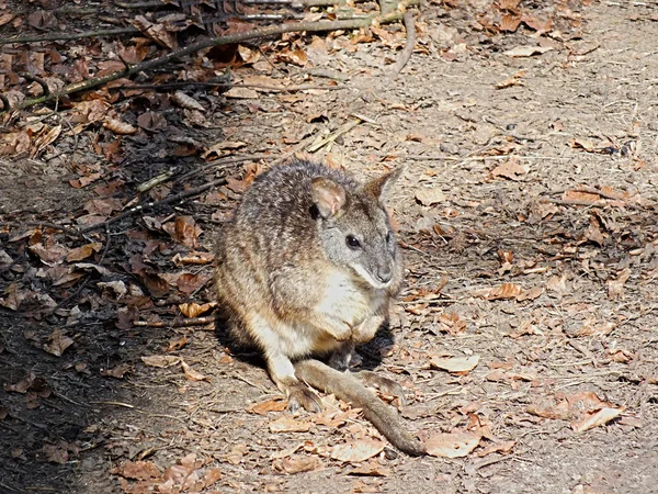 stock image Stone kangaroo