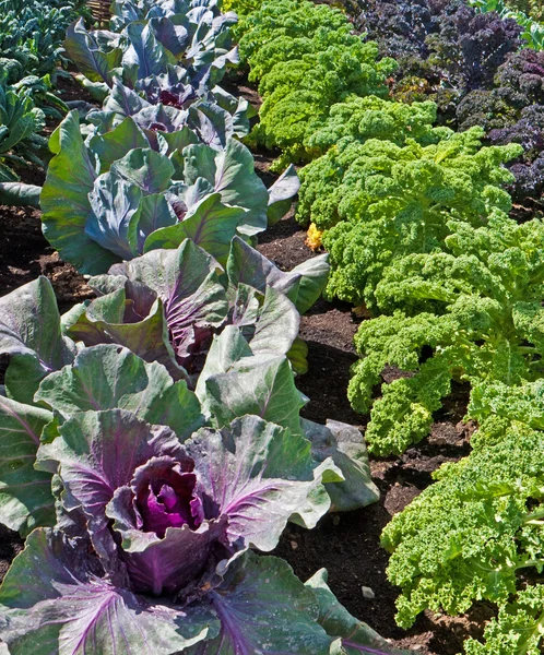 Rows of cabbage and Kale plants growing on an allotment — Stock Photo, Image