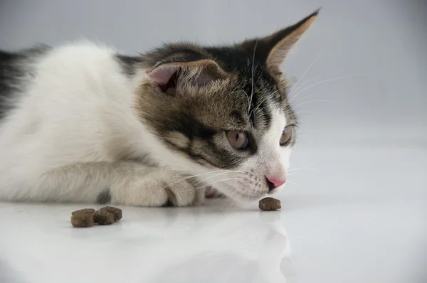 O pequeno gato — Fotografia de Stock