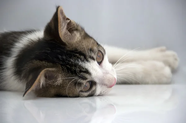 Kedi Close-Up — Stok fotoğraf