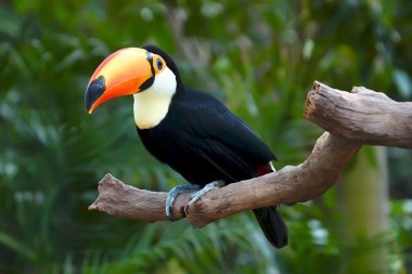 Toucan clipart