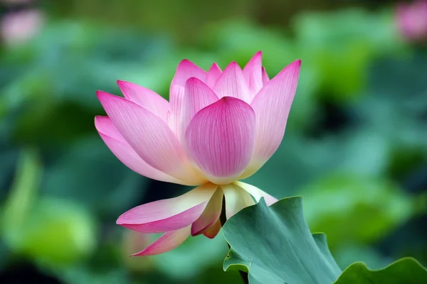 stock image Pink lotus