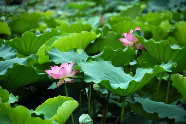 Stock image Pink lotus