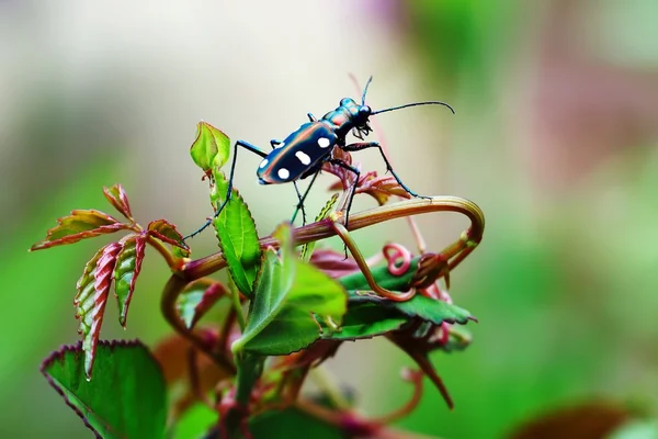 Gros plan sur les insectes — Photo