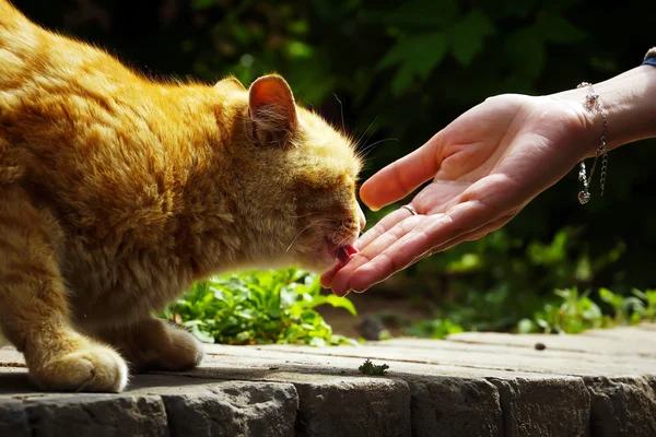 stock image The little cat