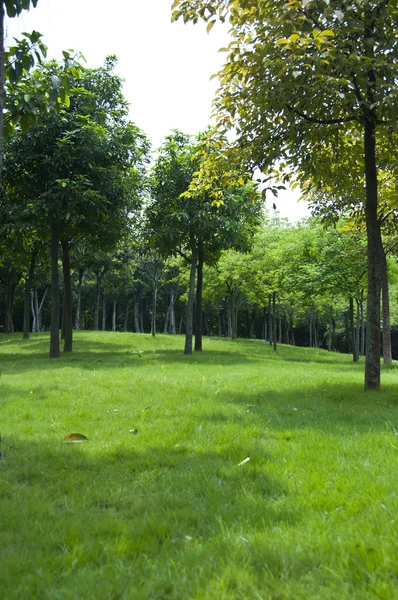 Zelená tráva v parku — Stock fotografie