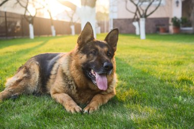 Çimlerin üzerinde Alman çoban köpeği