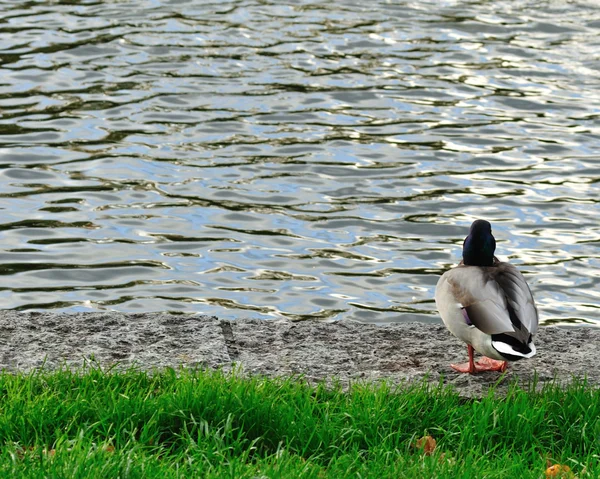 stock image Bird, Grass, Water