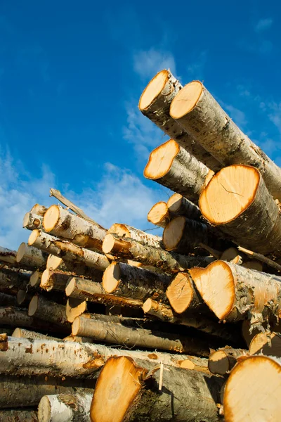 stock image Birch logs under blue sky