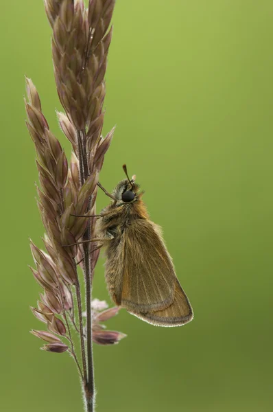 Stock image Small Skipper Butterfly