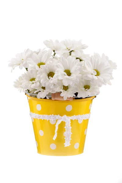 stock image Daisies in a yellow bucket