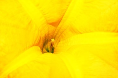 Sarı bir rüya çiçek