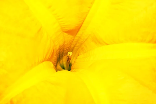 stock image Yellow dream flower