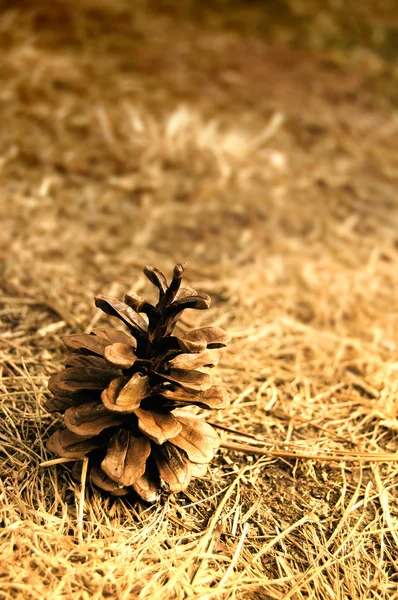 Cone marrom — Fotografia de Stock