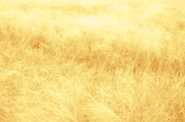 Granturco dorato — Foto Stock