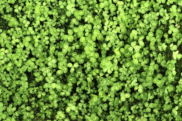 stock image Clover is a low ground covering plant.