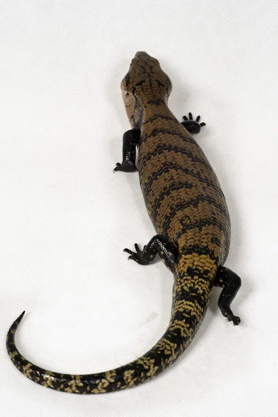 Baby Reptile 7 — Stock Photo, Image