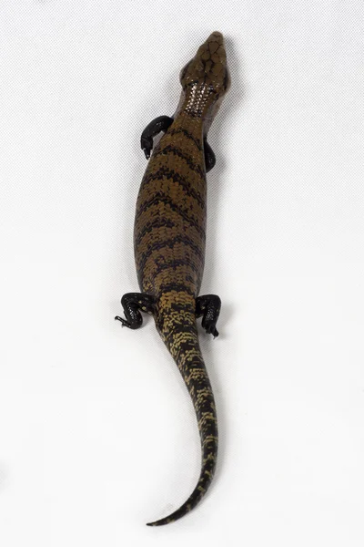 Reptil bebé 6 —  Fotos de Stock