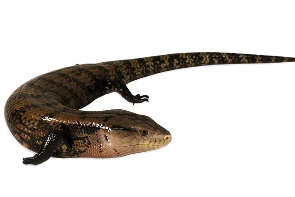 Baby Reptile 5 — Stock Photo, Image