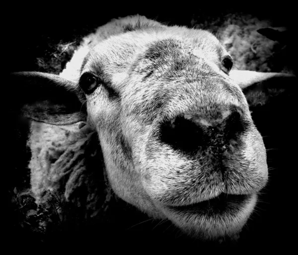 Stary owiec — Zdjęcie stockowe