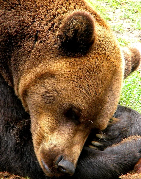 Sover björnen Stockbild
