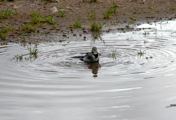 A wagtail takes a dip in the water — Stock Photo, Image