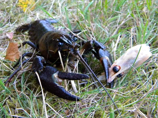 Een krab houden een garnaal — Stockfoto