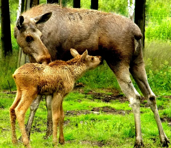 De kleine elanden en zijn moeder Rechtenvrije Stockafbeeldingen