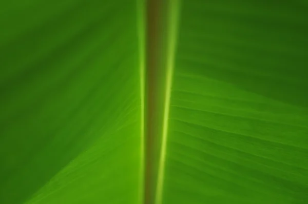 バナナの葉を背景に — ストック写真