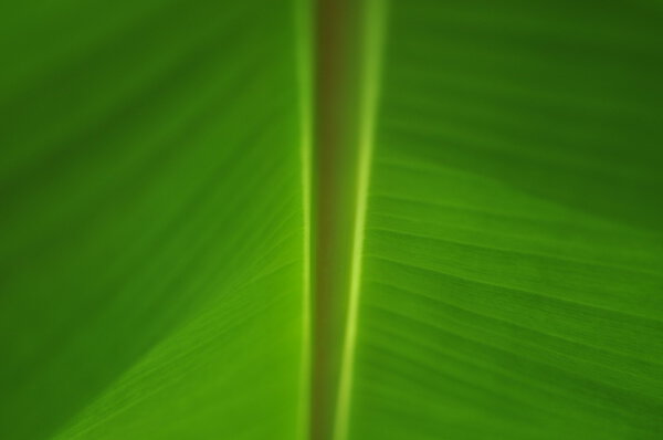 Banana green leaf texture