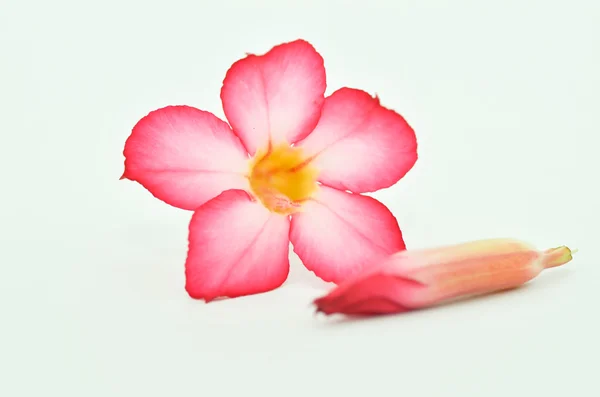 흰색 배경으로 frangipani — 스톡 사진