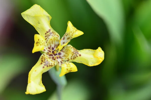 stock image Wild Yellow Orchid