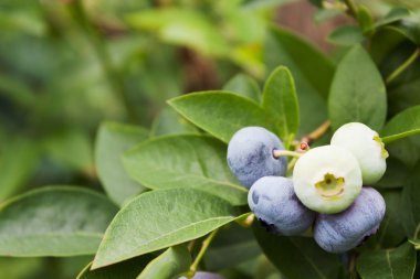 olgunlaşma huckleberries