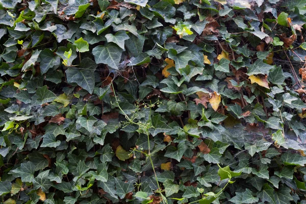 Ivy sfondo — Foto Stock